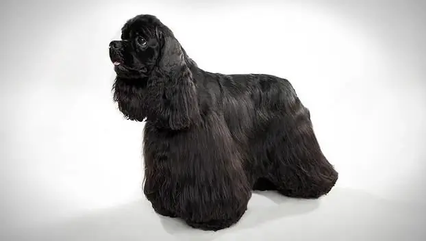 american cocker spaniel maelezo