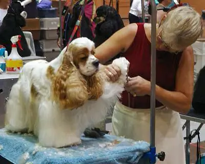 người Mỹ cocker spaniel chăm sóc