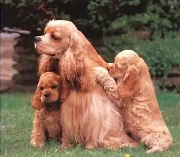 amerikansk cocker spaniel kennel