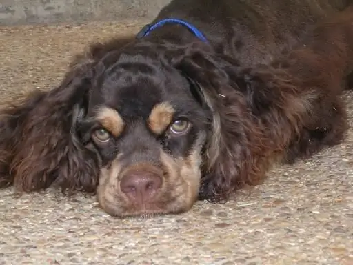 picha ya American cocker spaniel