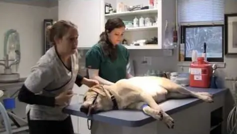 Canine anal caj pas abscess