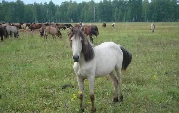 Bashkir hesterace foto