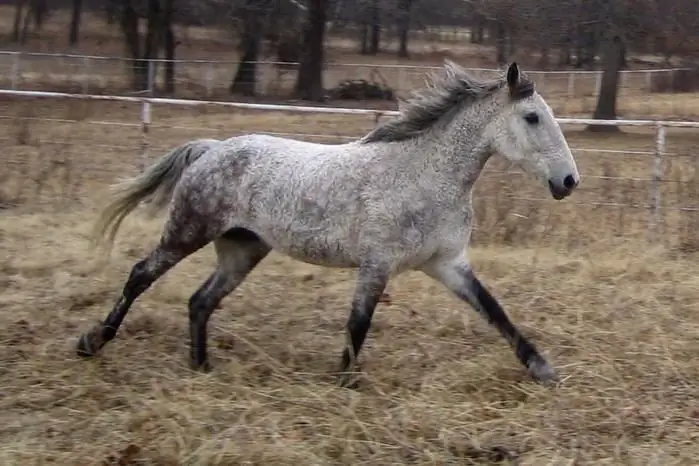 Bashkir perde beskrywing