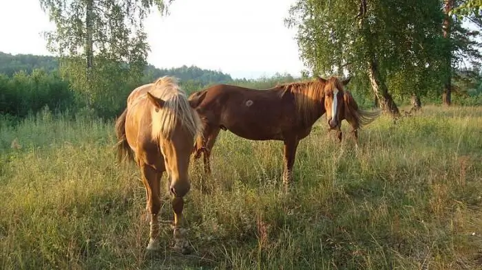 Bashkir perd ras kenmerke