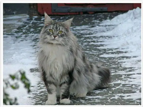 mestic maine coon