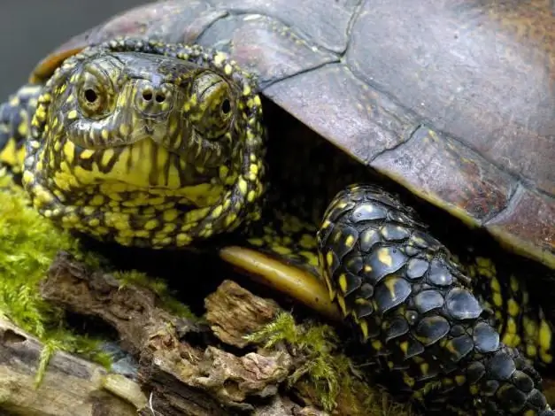 Wat een moerasschildpad te voeren?