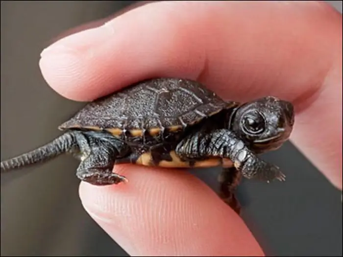 nourrir les tortues des marais