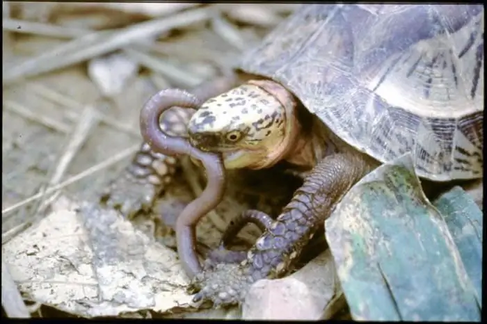 Hoe een moerasschildpad thuis te voeren?