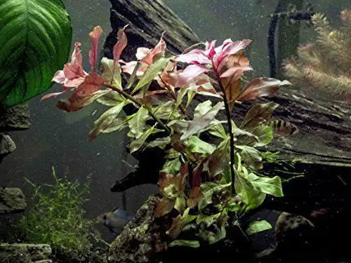 plante d'aquarium Ludwigia