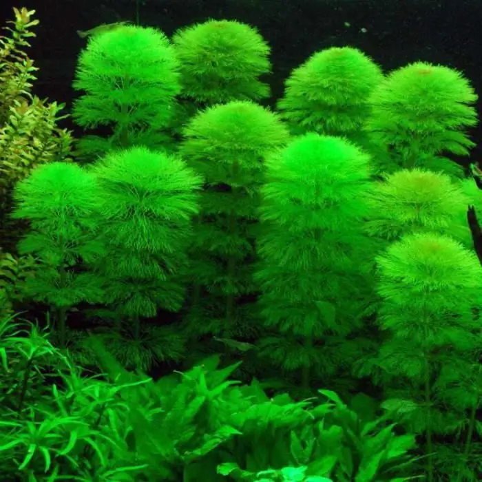 Plante d'aquarium Kabomba