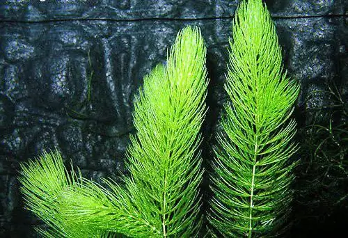 Hornwort saturs akvārijā