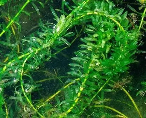 צמח אקווריום elodea