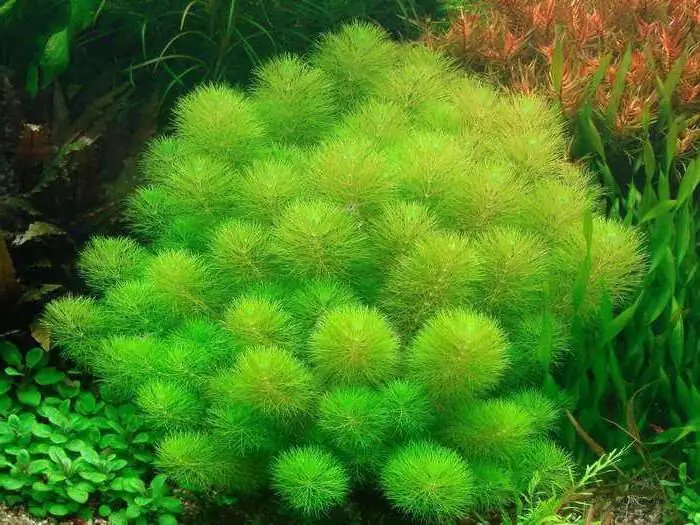 Limnophila إنديكا