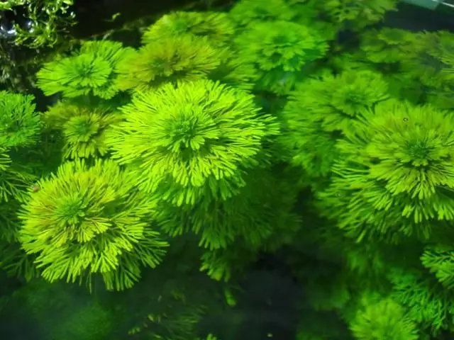 plante d'aquarium ambulia