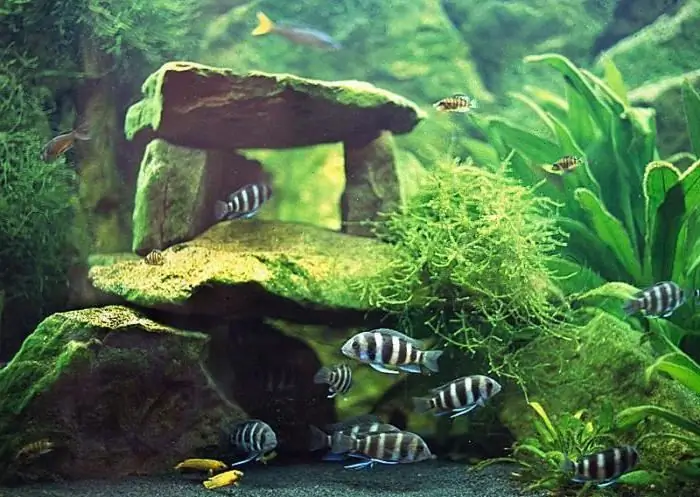 Piante d'acquario senza pretese: nias, elodea, hornwort, kabomba