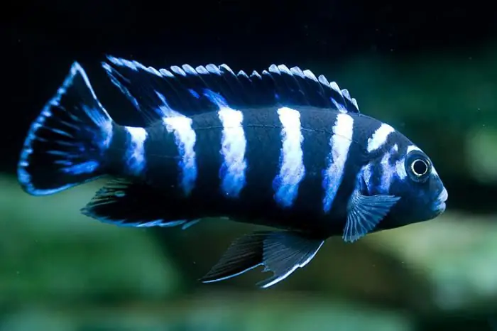 Demasoni pseudotropheus