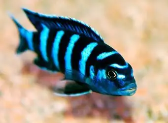 pris pseudotropheus demasoni