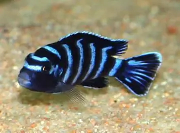 pseudotropheus demasoni συμβατότητα