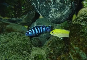 محتوای Pseudotropheus demasoni