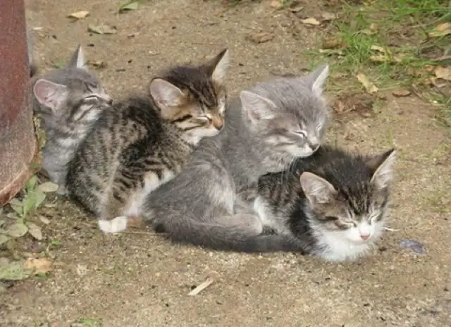 Waarom slapen katten veel? Waarom eet een kat slecht en slaapt hij veel?