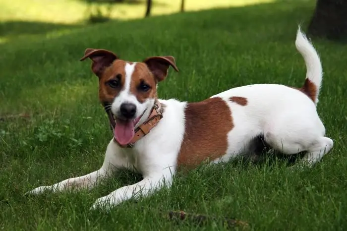 Jack Russell terijer: opis pasmine, fotografija i karakter. Prednosti i nedostaci pasmine Jack Russell terijera