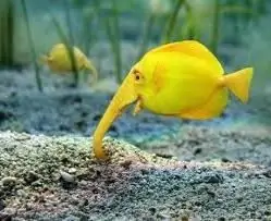 Elephant fish content