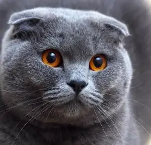 Scottish Fold, or Scottish Fold: characteristics, character, specificity in courtship