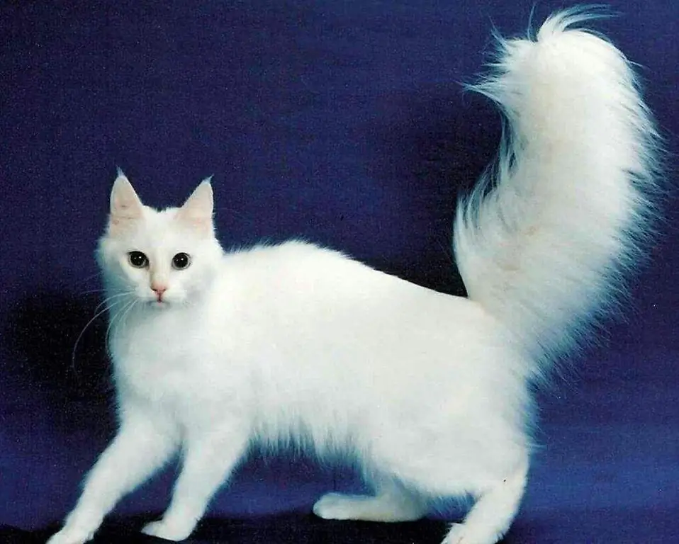 Turkish Angora kitten: larawang may paglalarawan, karakter, mga tampok ng pangangalaga at pagpapanatili