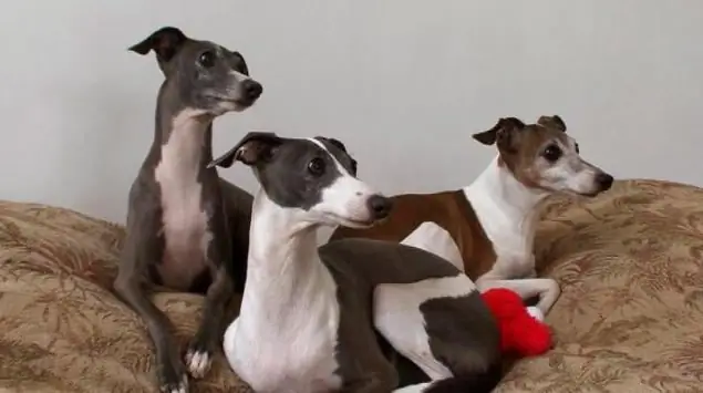 Italian greyhound, Italian greyhound: piav qhia, duab