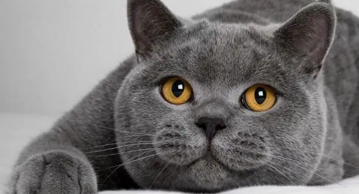 What does a British cat look like and how long does it live?