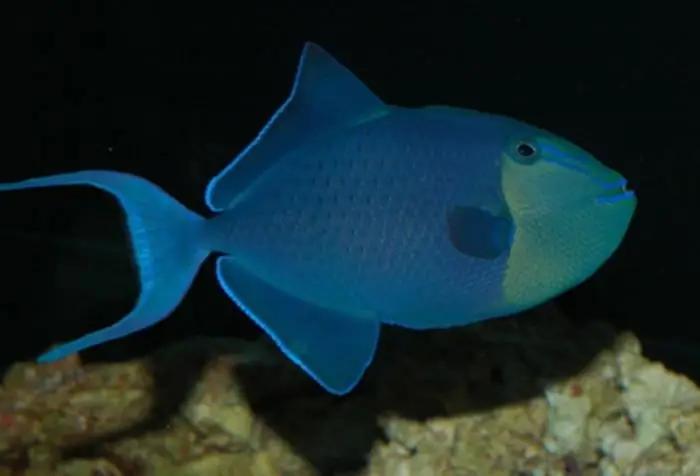 Acara turquoise: foto, inhoud, compatibiliteit met andere vissen in het aquarium