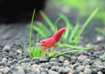 compatibilité des crevettes cerises avec le poisson