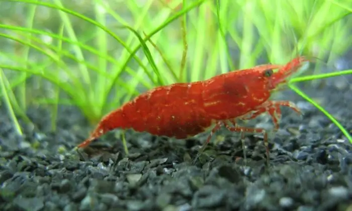 cherry shrimp