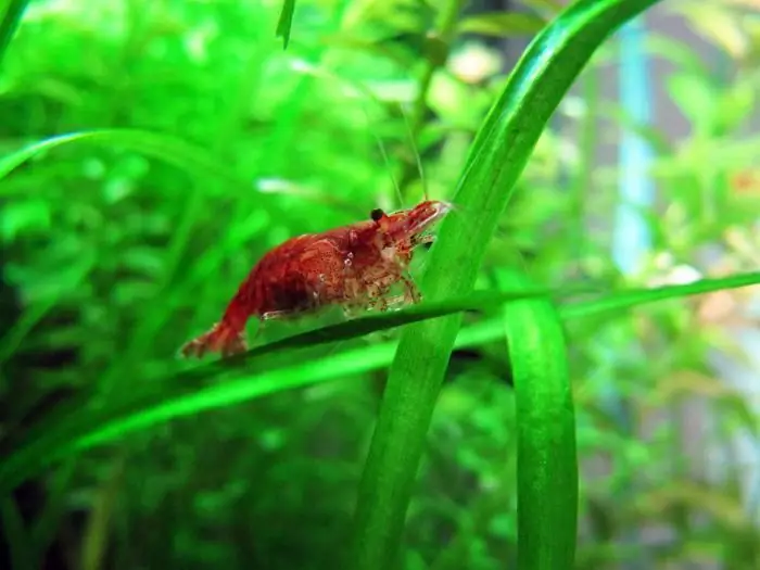 what to feed shrimp cherries