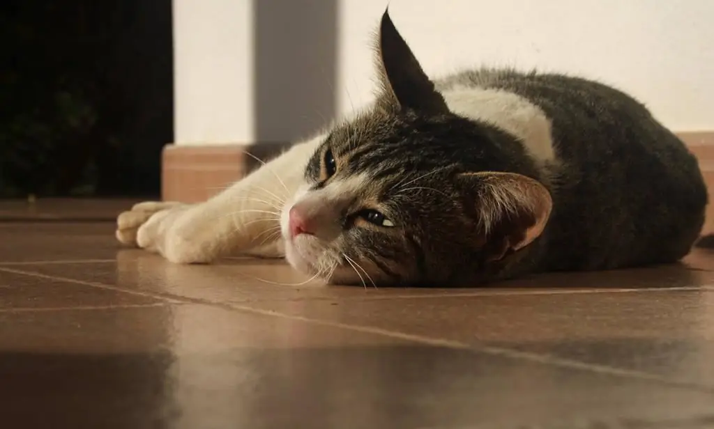 Eitriger Ausfluss aus der Gebärmutter bei einer Katze