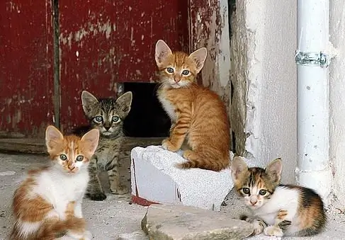 gatos y gatitos