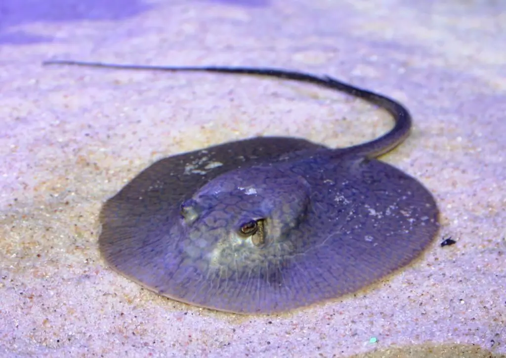 lilang stingray