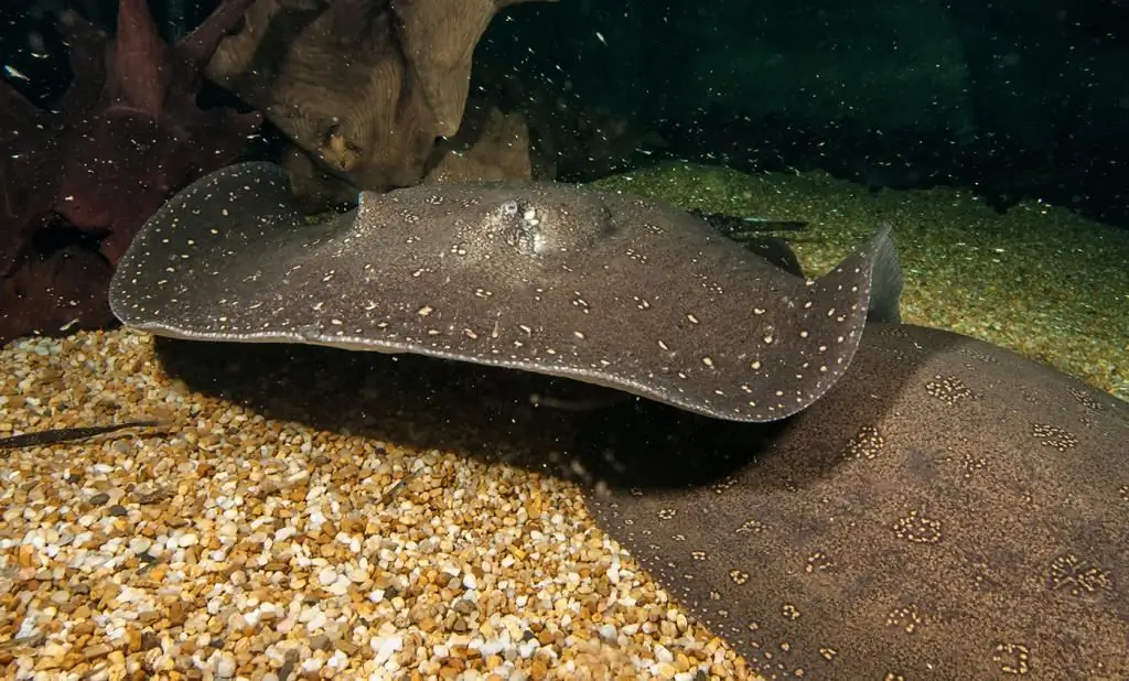 በ aquarium ውስጥ stingray