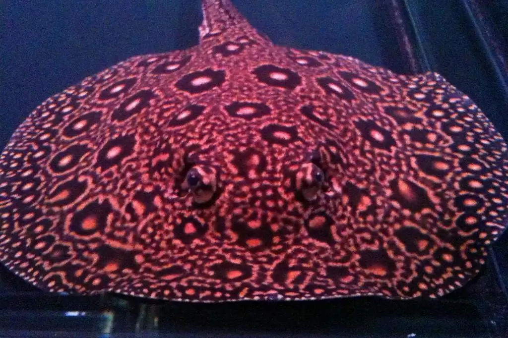 qizil stingray