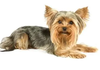 je, yorkshire terriers wanaishi kwa muda gani