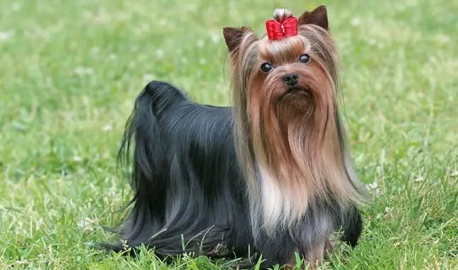 berapa lama yorkshire terrier hidup