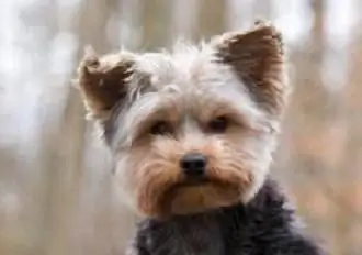 how long do mini yorkshire terriers live