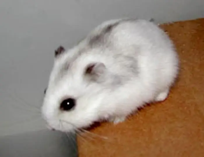 combien de temps vivent les hamsters