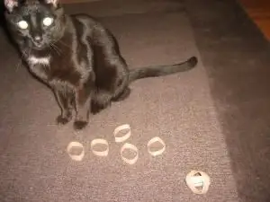 DIY kedi oyuncakları