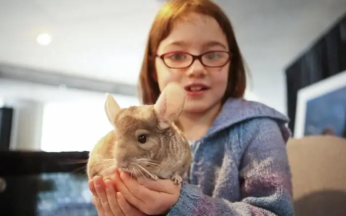 Katzen für Kinder