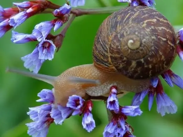 que darle de comer a un caracol