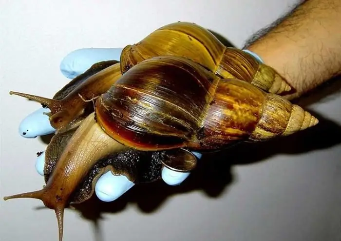 Achatina snails dab tsi pub