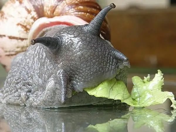 que dar de comer a los caracoles domesticos