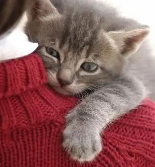 apa yang bisa kamu beri makan anak kucing?