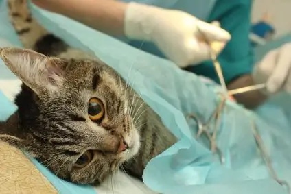 Cat castration: pros and cons. Behavior of a cat after castration